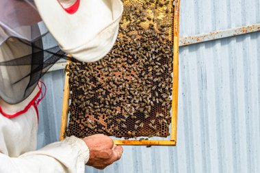 Kanatlı arı yavaşça arı yetiştiricisine uçar canlı çiçeklerden nektar toplar. Arı kovanından, arı kovanından, arı bacağındaki çiçek tozundan, arka plandaki arılar için arıcıdan oluşan arı kovanından.