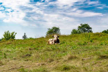 Tema üzerine fotoğraf: Büyük süt ineği mavi gökyüzünün altında yeşil çayırda otluyor. Uzun kuyruklu süt ineği, çayırda saman yiyor.
