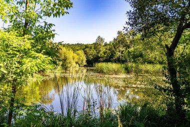 Kırsal kesimde yetişen güzel ot sazları renkli arka planda yetişiyor. Islak sularda vahşi ot bataklık kamışları, doğadan gelen uzun çimen kamışları.