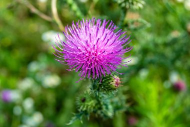 Arkaplan otlağında güzel yetişen çiçek kökü dikenli devedikeni. Çiçek kökü dikeninden çim çayırına kadar uzanan fotograf. Meadow kırsalında çiçek kökü dikenli dikenli devedikeni.