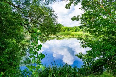 Kırsal kesimde yetişen güzel ot sazları renkli arka planda yetişiyor. Islak sularda vahşi ot bataklık kamışları, doğadan gelen uzun çimen kamışları.