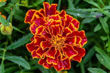 Arka bahçedeki çayırlarda yetişen güzel yabani çiçek kadife çiçeği takvimi, yabani çiçek kadife çiçeklerinden çayırlara, bitki çayırlarında yetişen yabani çiçek kadife çiçekleri.