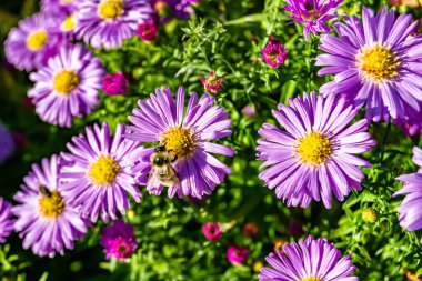 Arka planda yaban arısı kanatlı güzel bir arı, yabani çiçeklerden oluşan bir fotoğraf. Arı otlağa doğru yavaşça uçuyor bal için nektar topluyor, kır otlaklarında yabani bir çiçek arısı.