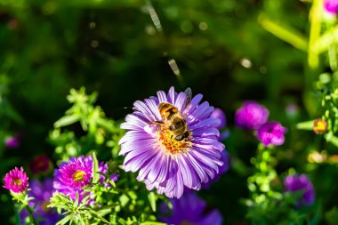 Arka planda yaban arısı kanatlı güzel bir arı, yabani çiçeklerden oluşan bir fotoğraf. Arı otlağa doğru yavaşça uçuyor bal için nektar topluyor, kır otlaklarında yabani bir çiçek arısı.