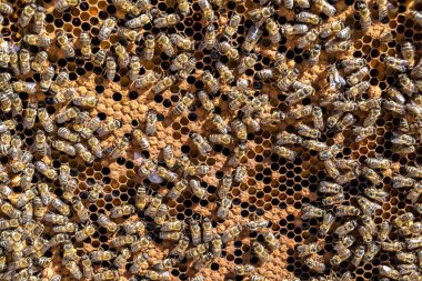 Arı kovanının soyut altıgen yapısı altın bal kovanından bal peteği, bal peteği yaz kompozisyonu arı köyünden vıcık vıcık bal, bal kırsalından kırsal arılara bal peteği