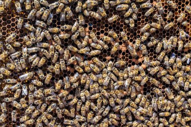 Arı kovanının soyut altıgen yapısı altın bal kovanından bal peteği, bal peteği yaz kompozisyonu arı köyünden vıcık vıcık bal, bal kırsalından kırsal arılara bal peteği