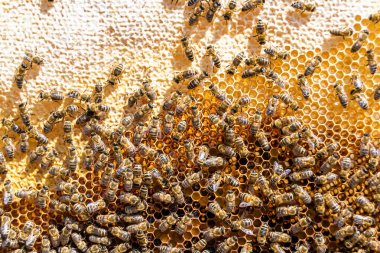 Arı kovanının soyut altıgen yapısı altın bal kovanından bal peteği, bal peteği yaz kompozisyonu arı köyünden vıcık vıcık bal, bal kırsalından kırsal arılara bal peteği