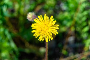 Arka planda büyüyen güzel sarı karahindiba, yabani çiçekten çayıra kadar büyüyen sarı karahindiba, otlak kırsalında yetişen yabani çiçek sarı karahindiba.