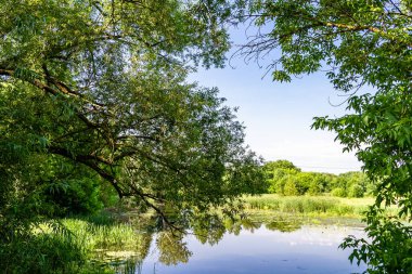 Kırsal kesimde yetişen güzel ot sazları renkli arka planda yetişiyor. Islak sularda vahşi ot bataklık kamışları, doğadan gelen uzun çimen kamışları.