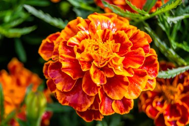 Arka bahçedeki çayırlarda yetişen güzel yabani çiçek kadife çiçeği takvimi, yabani çiçek kadife çiçeklerinden çayırlara, bitki çayırlarında yetişen yabani çiçek kadife çiçekleri.