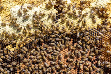 Arı kovanının soyut altıgen yapısı altın bal kovanından bal peteği, bal peteği yaz kompozisyonu arı köyünden vıcık vıcık bal, bal kırsalından kırsal arılara bal peteği