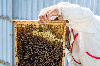 Kanatlı arı yavaşça arı yetiştiricisine uçar canlı çiçeklerden nektar toplar. Arı kovanından, arı kovanından, arı bacağındaki çiçek tozundan, arka plandaki arılar için arıcıdan oluşan arı kovanından.