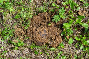 Tema üzerine fotoğraf. Taze inek gübresi gübresi gübresi gübresi. Gübre gübresi doğadan gelir.
