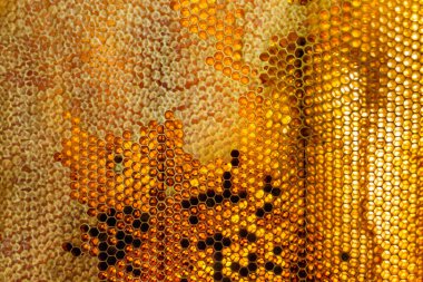 Altın nektarla dolu altıgen bal peteklerinden arı damlayan bal damlası, bal peteği yaz kompozisyonu doğal bal damlası, balmumu çerçeve arısına damlayan bal damlası, bal peteğine damlayan bal damlası