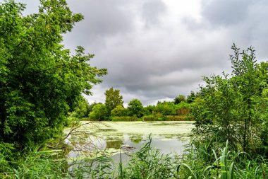 Kırsal kesimde yetişen güzel ot sazları renkli arka planda yetişiyor. Islak sularda vahşi ot bataklık kamışları, doğadan gelen uzun çimen kamışları.