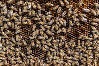 Arı kovanının soyut altıgen yapısı altın bal kovanından bal peteği, bal peteği yaz kompozisyonu arı köyünden vıcık vıcık bal, bal kırsalından kırsal arılara bal peteği