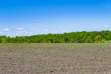 Organik hasat için büyük boş tarla fotoğrafları, gökyüzü arka planında hasat için büyük boş tarım tarlalarından oluşan fotoğraf, bu sonbahar mevsiminde hasat için boş tarla.