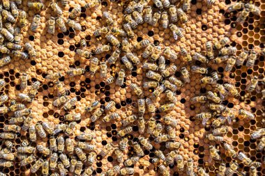 Arı kovanının soyut altıgen yapısı altın bal kovanından bal peteği, bal peteği yaz kompozisyonu arı köyünden vıcık vıcık bal, bal kırsalından kırsal arılara bal peteği