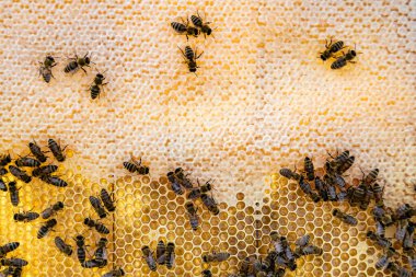 Arı kovanının soyut altıgen yapısı altın bal kovanından bal peteği, bal peteği yaz kompozisyonu arı köyünden vıcık vıcık bal, bal kırsalından kırsal arılara bal peteği