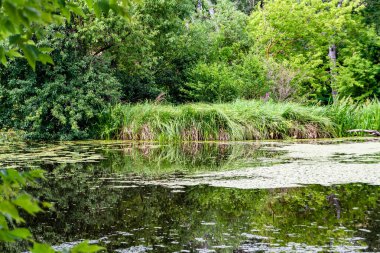Kırsal kesimde yetişen güzel ot sazları renkli arka planda yetişiyor. Islak sularda vahşi ot bataklık kamışları, doğadan gelen uzun çimen kamışları.