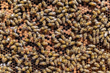 Arı kovanının soyut altıgen yapısı altın bal kovanından bal peteği, bal peteği yaz kompozisyonu arı köyünden vıcık vıcık bal, bal kırsalından kırsal arılara bal peteği
