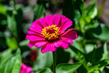 Çayırlarda güzel yetişen çinnia çiçekleri vahşi yetişen zinnia çiçeklerinden çayırlarda yetişen yabani çayırlara kadar uzanan fotograflar çayırlarda yetişen yabani zinnia zarafetleri.