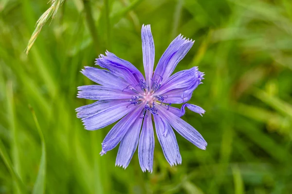 Beauty wild growing flower chicory ordinary on background meadow, photo consisting from wild growing flower chicory ordinary to grass meadow, wild growing flower chicory ordinary at meadow countryside