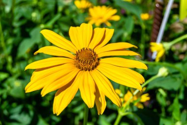 Güzel, yabani, büyüyen çiçek, arka planda sahte ayçiçeği, yabani çiçeklerden oluşan fotoğraf, sahte ayçiçeği, çimen çayırı, vahşi, büyüyen çiçek, sahte ayçiçeği çayırı.