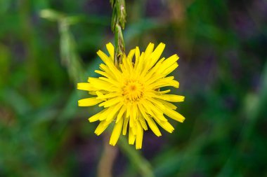 Arka planda büyüyen güzel sarı karahindiba, yabani çiçekten çayıra kadar büyüyen sarı karahindiba, otlak kırsalında yetişen yabani çiçek sarı karahindiba.