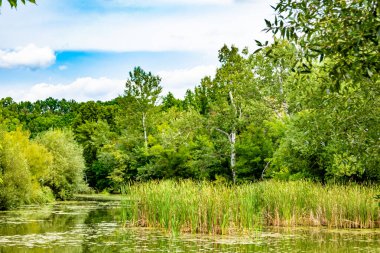 Kırsal kesimde yetişen güzel ot sazları renkli arka planda yetişiyor. Islak sularda vahşi ot bataklık kamışları, doğadan gelen uzun çimen kamışları.