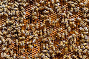 Arı kovanının soyut altıgen yapısı altın bal kovanından bal peteği, bal peteği yaz kompozisyonu arı köyünden vıcık vıcık bal, bal kırsalından kırsal arılara bal peteği