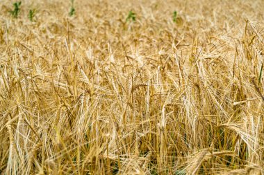 Organik hasat için büyük buğday tarlası temalı fotoğraf, gökyüzü arka planında hasat için büyük buğday tarlalarından oluşan fotoğraf, bu sonbahar mevsiminde hasat için buğday tarlası.