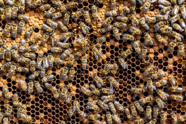 Arı kovanının soyut altıgen yapısı altın bal kovanından bal peteği, bal peteği yaz kompozisyonu arı köyünden vıcık vıcık bal, bal kırsalından kırsal arılara bal peteği