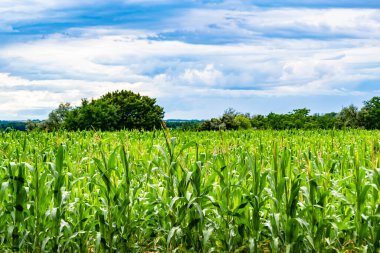 Organik hasat için büyük mısır tarlası temalı fotoğraf, gökyüzü arka planında hasat için büyük mısır tarlalarından oluşan fotoğraf, bu sonbahar mevsimi için mısır tarlası.