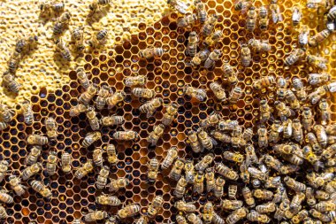 Arı kovanının soyut altıgen yapısı altın bal kovanından bal peteği, bal peteği yaz kompozisyonu arı köyünden vıcık vıcık bal, bal kırsalından kırsal arılara bal peteği