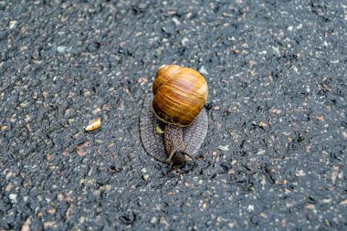 Islak yolda sürünen kabuklu büyük bahçe salyangozu çabuk eve gel, salyangoz Helix vücudu korumak için sarılmış lezzetli yiyeceklerden oluşur, balçıklı doğal neşe salyangozu balçıktan korur, besleyici krema yapabilir.