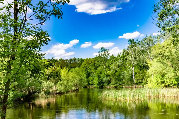 Kırsal kesimde yetişen güzel ot sazları renkli arka planda yetişiyor. Islak sularda vahşi ot bataklık kamışları, doğadan gelen uzun çimen kamışları.