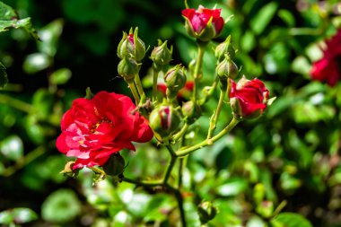 Tema üzerine fotoğraf. Arka planda büyüyen güzel çiçek. Yabani çiçeklerden oluşan fotoğraf. Çimen çayırına, yabani çiçeklerin büyüdüğü kır otlaklarında çiçek.