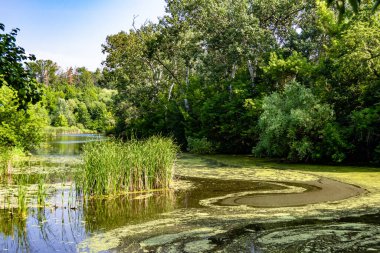 Kırsal kesimde yetişen güzel ot sazları renkli arka planda yetişiyor. Islak sularda vahşi ot bataklık kamışları, doğadan gelen uzun çimen kamışları.