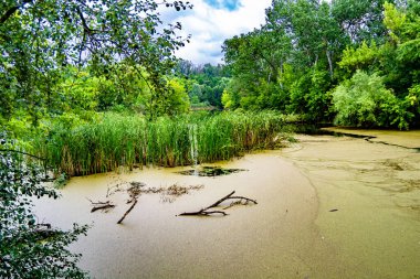 Kırsal kesimde yetişen güzel ot sazları renkli arka planda yetişiyor. Islak sularda vahşi ot bataklık kamışları, doğadan gelen uzun çimen kamışları.