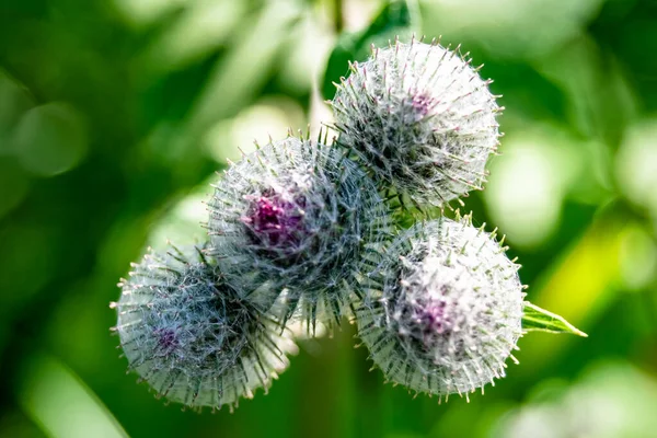 stock image Beautiful growing flower root burdock thistle on background meadow, photo consisting from growing flower root burdock thistle to grass meadow, growing flower root burdock thistle at meadow countryside