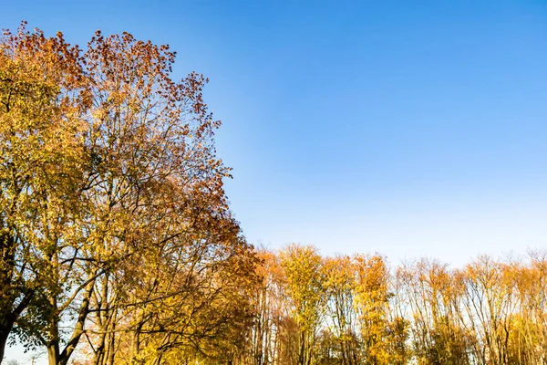 Photography on theme large beautiful autumn birch tree on background bright sky, photo consisting from tall autumn birch tree under cloud sky, big autumn birch tree in vivid sky countryside forest