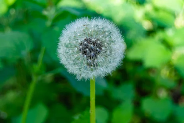 Beautiful Wild Growing Flower Seed Dandelion Background Meadow Photo Consisting — 스톡 사진