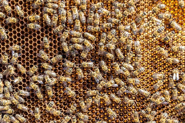 Αφηρημένη Εξάγωνη Δομή Είναι Κηρήθρα Από Κυψέλη Μέλισσα Γεμάτη Χρυσό — Φωτογραφία Αρχείου