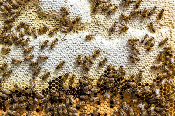 Abstrakti Kuusikulmiorakenne Mehiläispesän Hunajakenno Joka Täynnä Kultaista Hunajaa Hunajakennon Kesäkoostumus — kuvapankkivalokuva