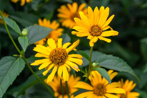 Fine Wild Growing Flower Aster False Sunflower Background Meadow Photo — 스톡 사진