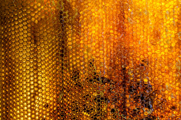 Drop of bee honey drip from hexagonal honeycombs filled with golden nectar, honeycombs summer composition consisting of drop natural honey, drip on wax frame bee, drop of bee honey drip in honeycombs