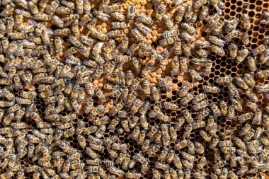 Arı kovanının soyut altıgen yapısı altın bal kovanından bal peteği, bal peteği yaz kompozisyonu arı köyünden vıcık vıcık bal, bal kırsalından kırsal arılara bal peteği