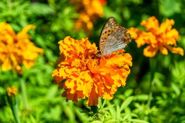 Arka plandaki güzel kelebek kral kelebek otlağı, çiçek kralından oluşan fotoğraf kelebeğe sinekler çayıra yavaş yavaş sinekler nektar toplar, çiçek kelebeği otlağı kırsalında kral kelebeği toplar.