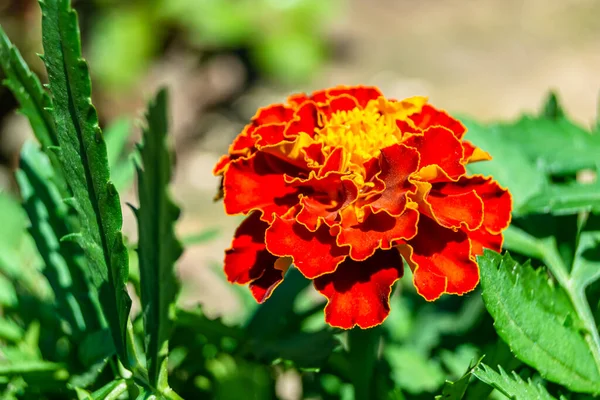 Fine Wild Growing Flower Marigold Calendula Background Meadow Photo Consisting — 스톡 사진
